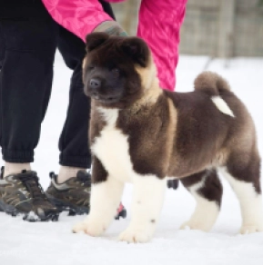 American Akita puppy for sale