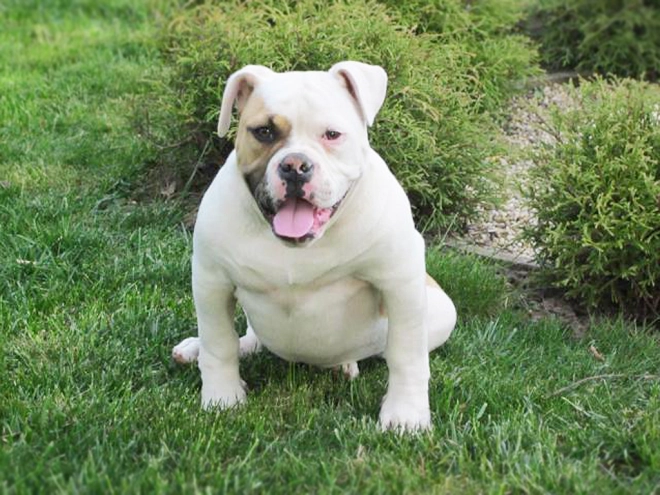 American Bulldog Welpe kaufen