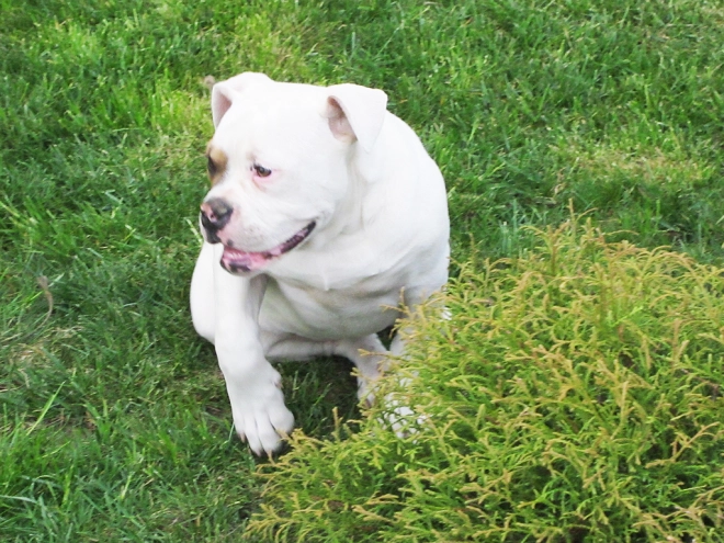 American Bulldog Welpe kaufen