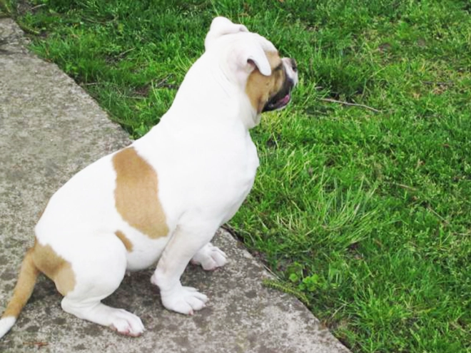 American Bulldog Welpe kaufen