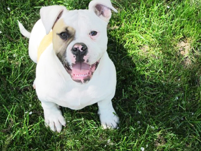 American Bulldog Welpe kaufen
