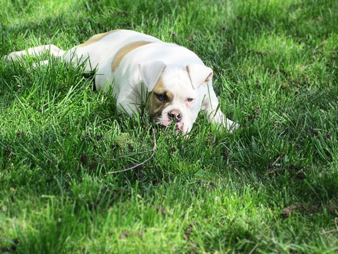 American Bulldog Welpe kaufen