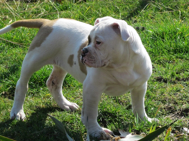 American Bulldog Welpe kaufen