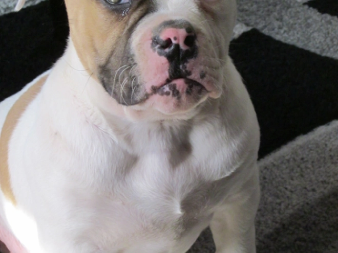 American Bulldog Welpe kaufen