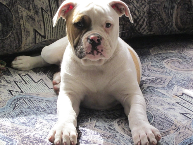 American Bulldog Welpe kaufen