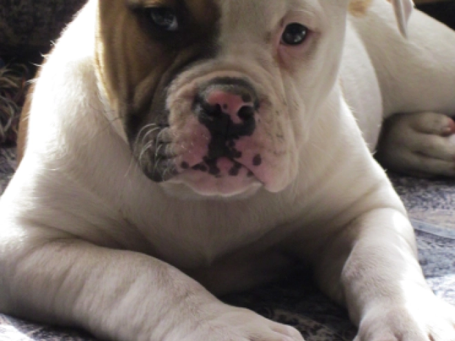 American Bulldog Welpe kaufen