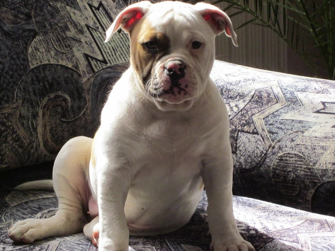 American Bulldog Welpe kaufen