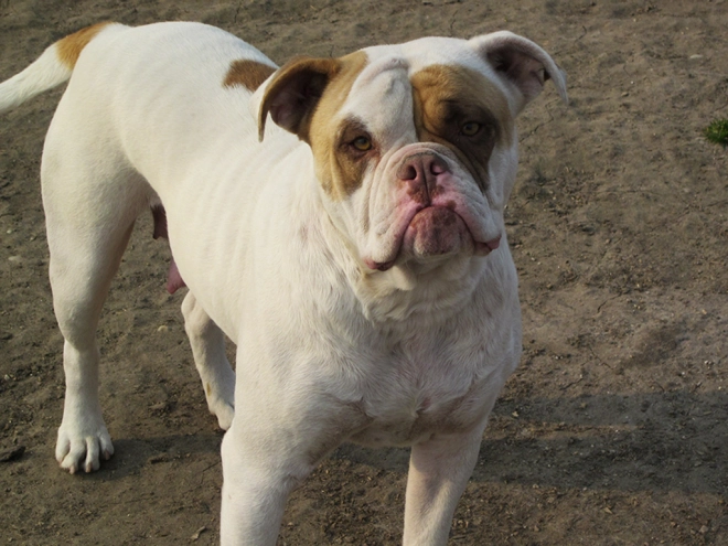 American Bulldog Welpe kaufen