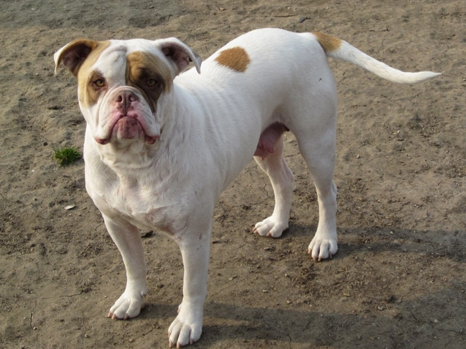 American Bulldog Welpe kaufen