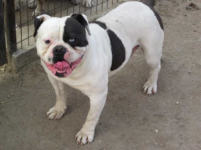 American Bulldog Welpe kaufen
