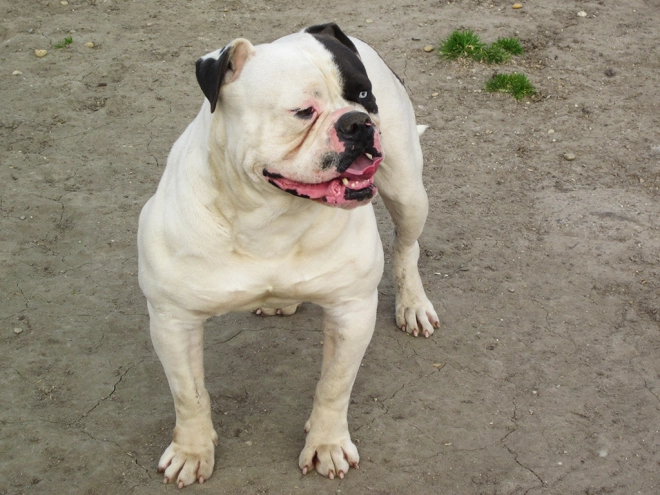 American Bulldog Welpe kaufen