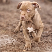 Big Mike, chocolate brindle American Bully for sale