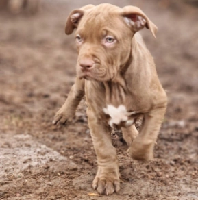 Perros American Bully en venta