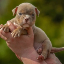 American Bully puppy for sale