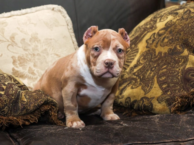 Perros American Bully en venta