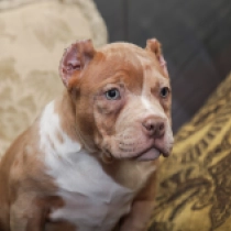 Whitney, blue fawn and tan American Bully en venta