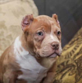 Perros American Bully en venta