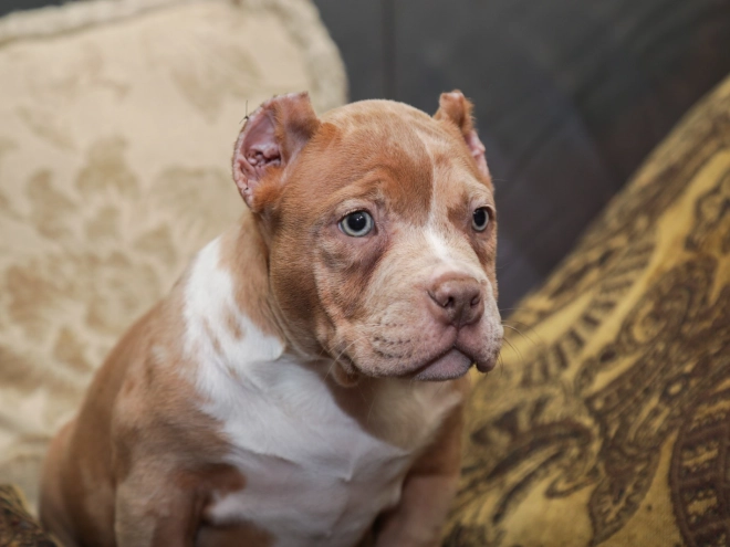 Perros American Bully en venta