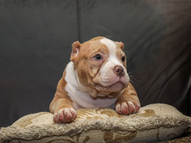 American Bully puppy for sale