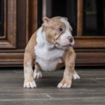 Zoey, red American Bully en venta