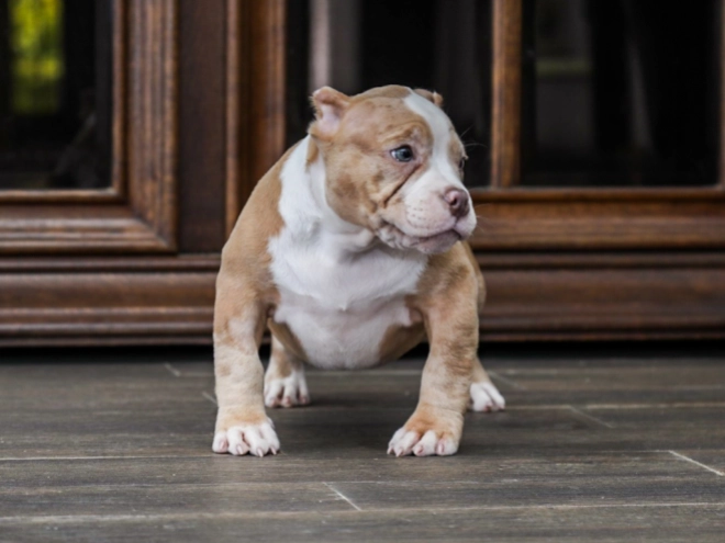 American Bully puppy for sale