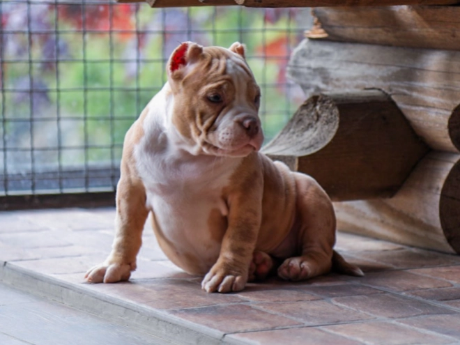 American Bully puppy for sale