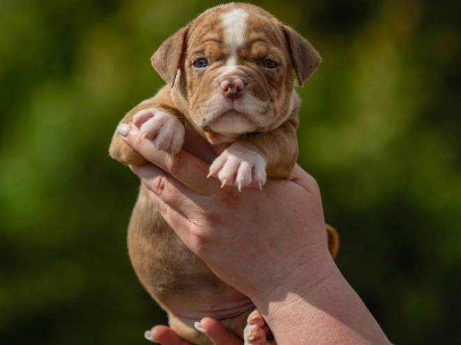 Perros American Bully en venta
