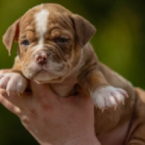 American Bully puppy for sale