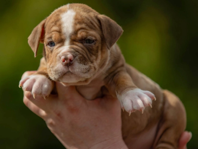 Perros American Bully en venta