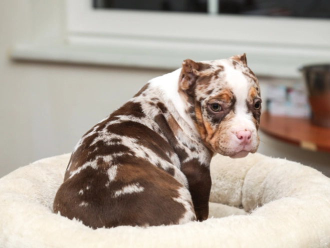 Perros American Bully en venta