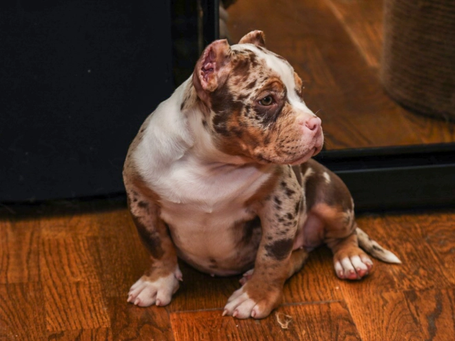 Perros American Bully en venta
