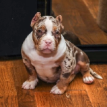 Lilu, merle American Bully en venta