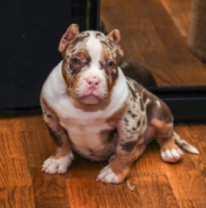 Perros American Bully en venta