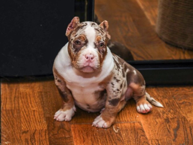 Perros American Bully en venta