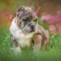 Lilu, merle American Bully for sale