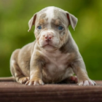 American Bully puppy for sale
