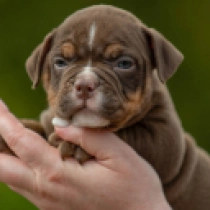 American Bully puppy for sale