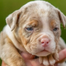 American Bully puppy for sale