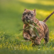 Dummy, brindle American Bully for sale