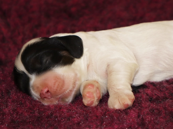 Perros Cocker Spaniel Americano en venta