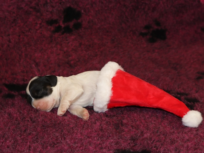 Perros Cocker Spaniel Americano en venta