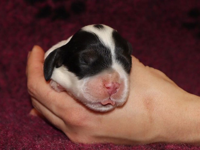 Perros Cocker Spaniel Americano en venta