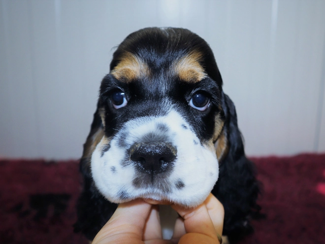 Perros Cocker Spaniel Americano en venta