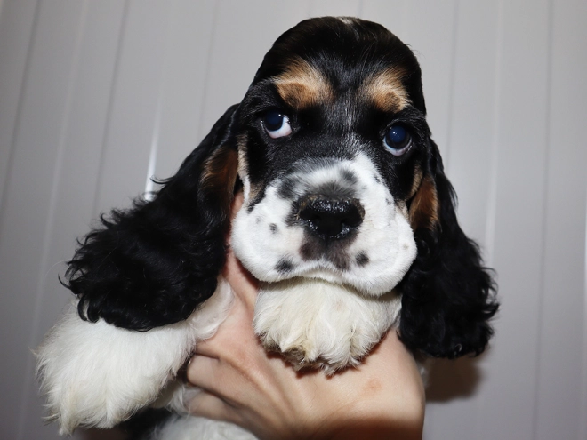 Perros Cocker Spaniel Americano en venta