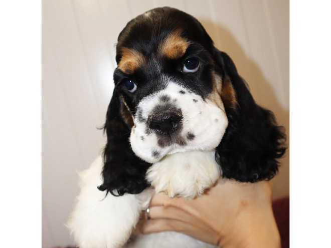 Perros Cocker Spaniel Americano en venta