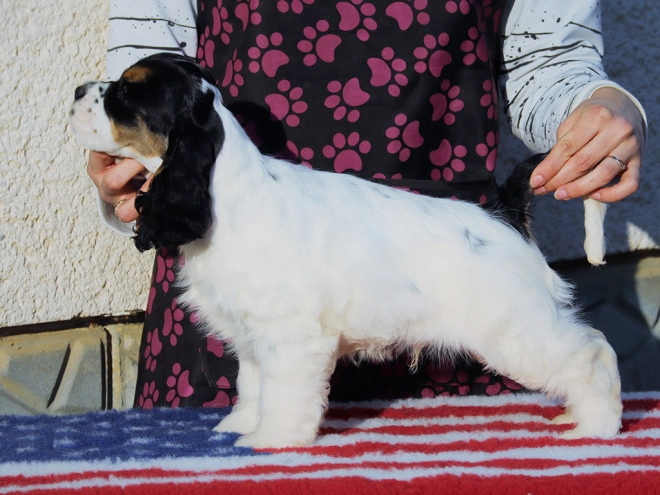 Perros Cocker Spaniel Americano en venta