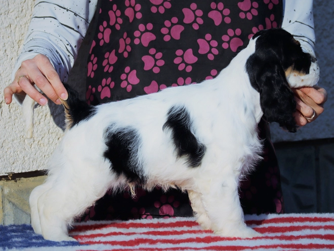 Perros Cocker Spaniel Americano en venta