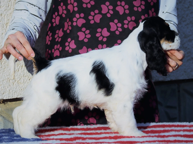 Perros Cocker Spaniel Americano en venta