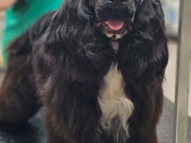 Amerikanischer Cocker Spaniel Welpe kaufen