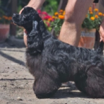 Baruch, black Amerikanischer Cocker Spaniel Welpen kaufen